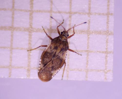 Physatocheila dumetorum